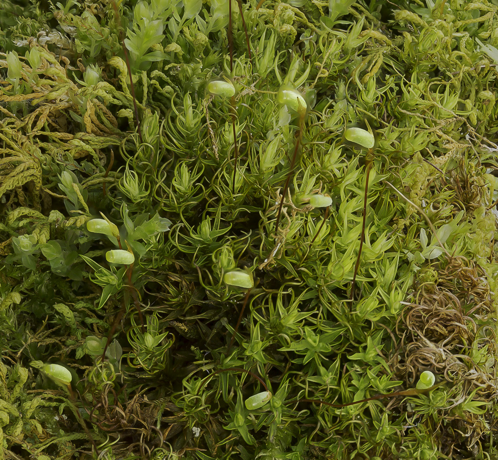 Представитель Семейства Timmiaceae